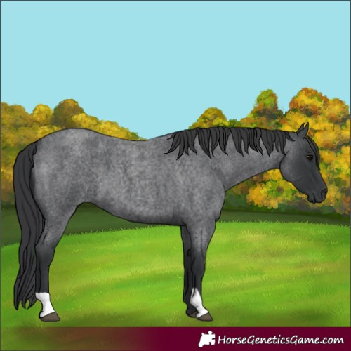 Horse Color:Blue Roan