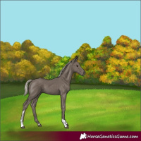 Horse Color:Silver Smoky Black Tobiano 