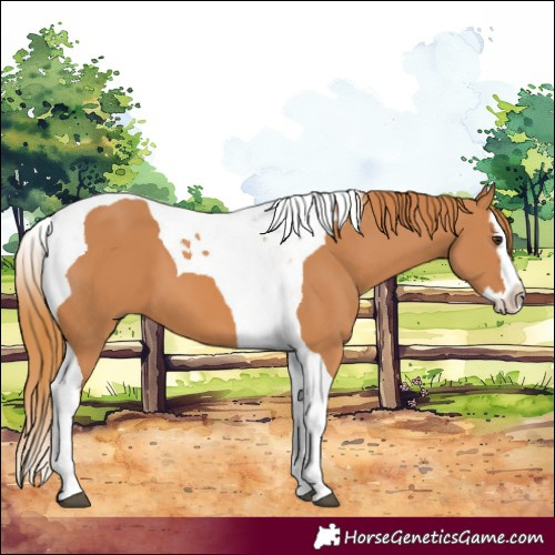 Horse Color:Chestnut Splash Tobiano 