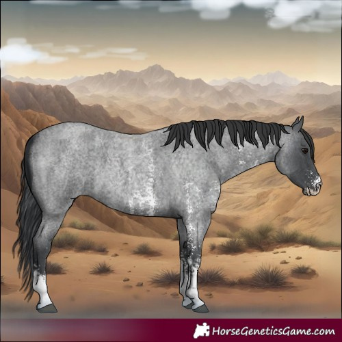 Horse Color:Blue Roan Sabino