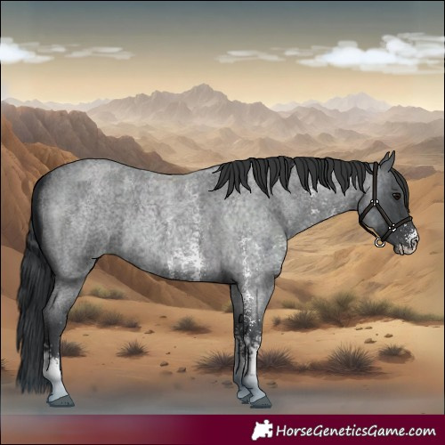 Horse Color:Blue Roan Sabino