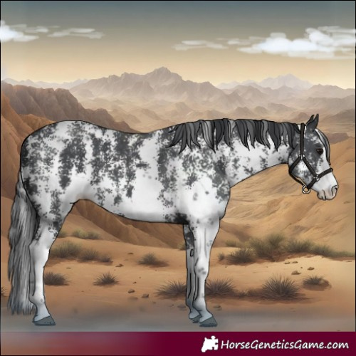 Horse Color:Black Sabino