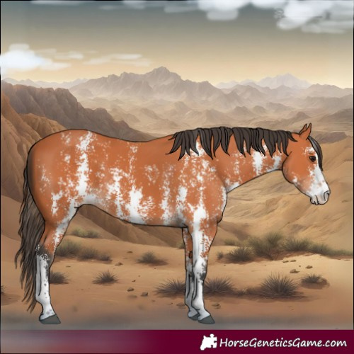 Horse Color:Bay Sabino