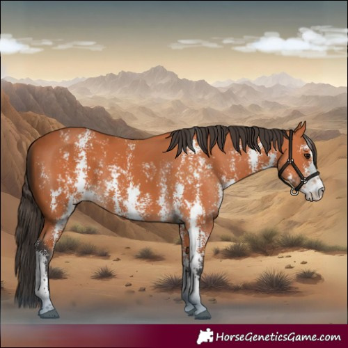 Horse Color:Bay Sabino