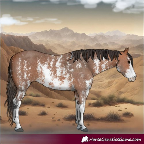 Horse Color:Bay Sabino 