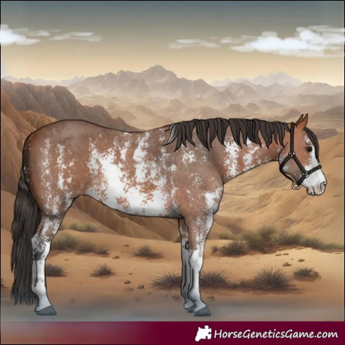 Horse Color:Bay Sabino 