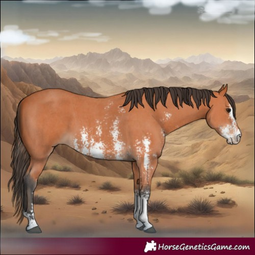 Horse Color:Bay Sabino