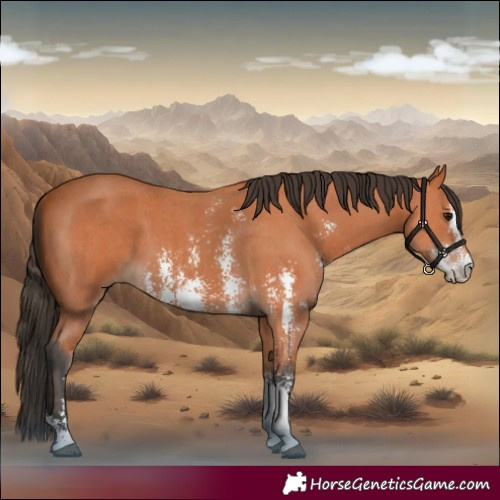 Horse Color:Bay Sabino