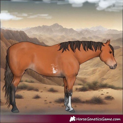 Horse Color:Bay Sabino 