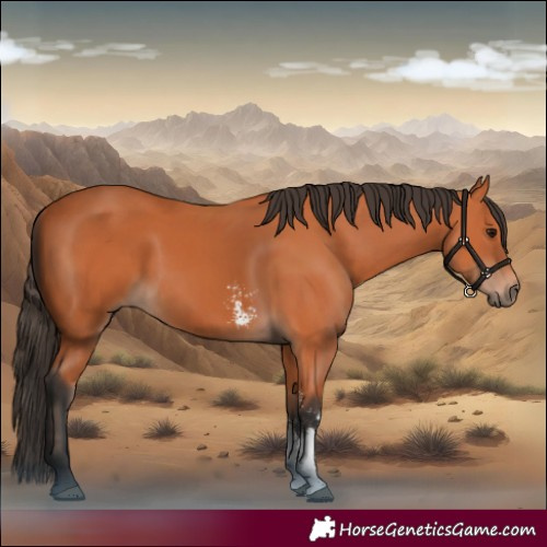 Horse Color:Bay Sabino
