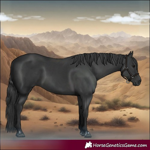 Horse Color:Black  and Black 