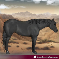 Horse Color:Black and Black