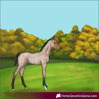 Horse Color:Bay Roan 
