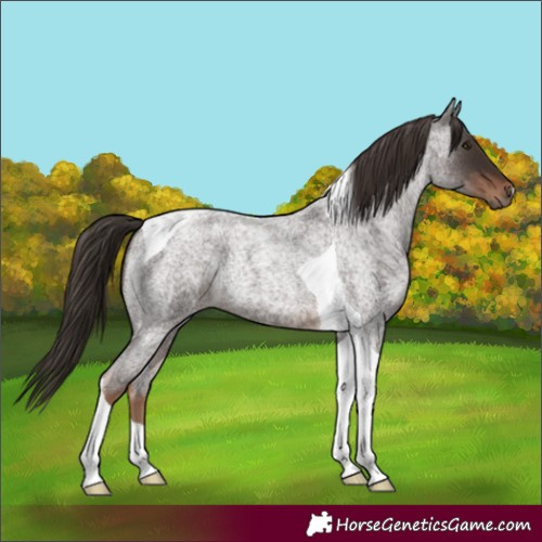 Horse Color:Liver Red Roan Tobiano 