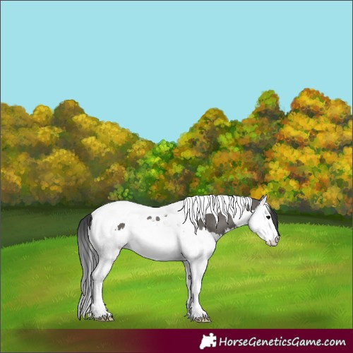 Horse Color:Grullo Splash Tobiano Rabicano