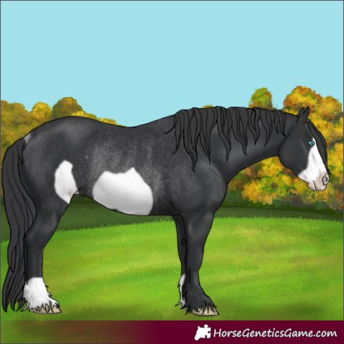 Horse Color:Black Frame Rabicano