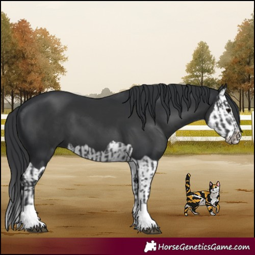 Horse Color:Black  and Black Splash 