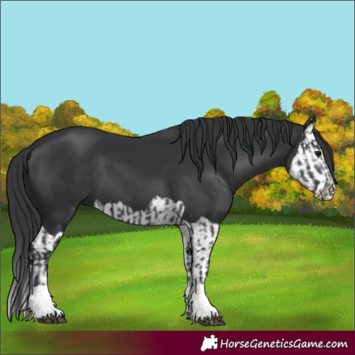 Horse Color:Black and Black Splash