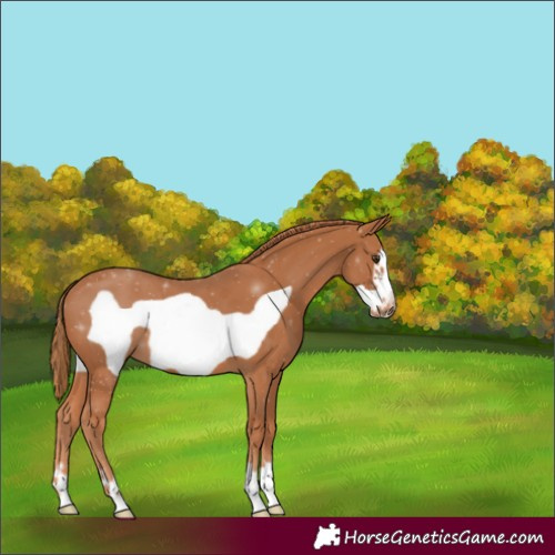 Horse Color:Chestnut Frame 