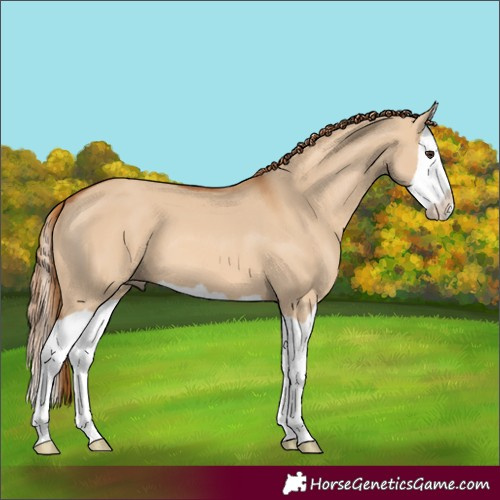 Horse Color:Red Dun Splash