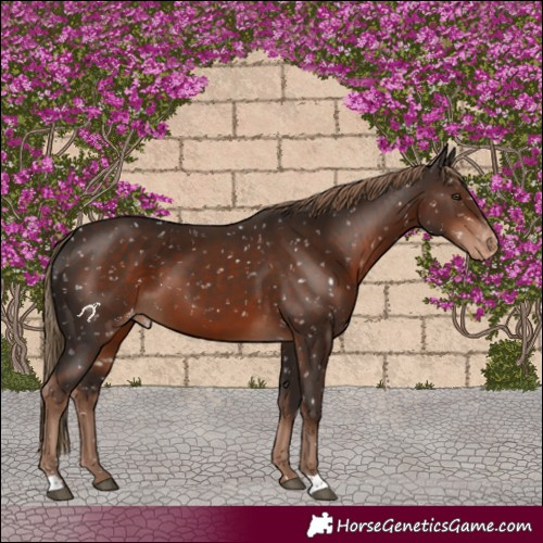 Horse Color:Liver Chestnut Skewed LP Spotted 