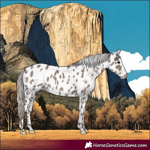 Horse Color:Silver Grullo Appaloosa Rabicano 