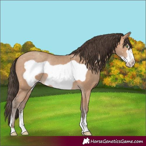 Horse Color:Amber Champagne Frame