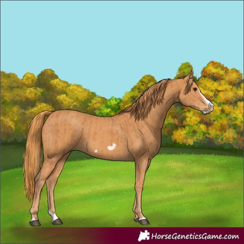 Horse Color:Chestnut Splash Frame  and Chestnut Splash Frame 