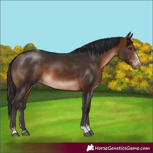 Horse Color:Brown Sabino Tobiano Appaloosa Rabicano 