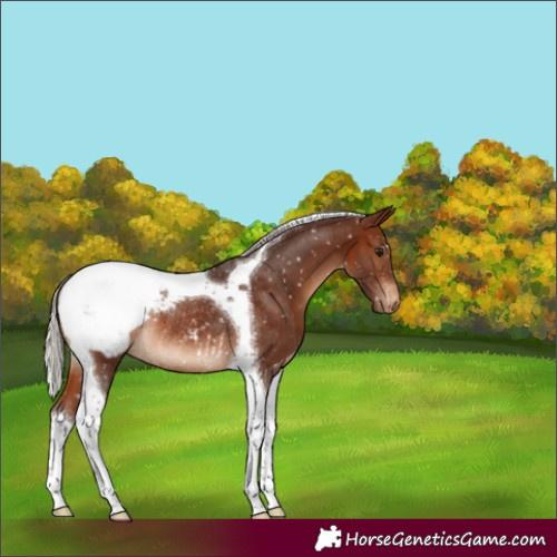 Horse Color:Silver Brown Tobiano Appaloosa Rabicano 