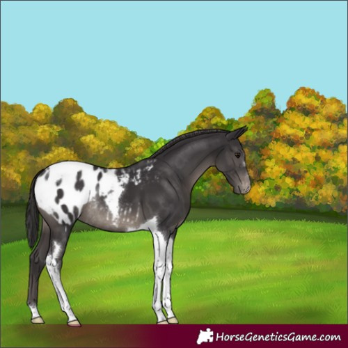Horse Color:Smoky Black Tobiano Appaloosa Rabicano 