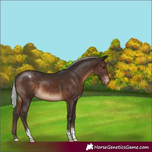 Horse Color:Silver Brown Tobiano Appaloosa Rabicano