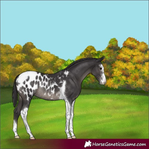 Horse Color:Smoky Black Sabino Tobiano Appaloosa Rabicano