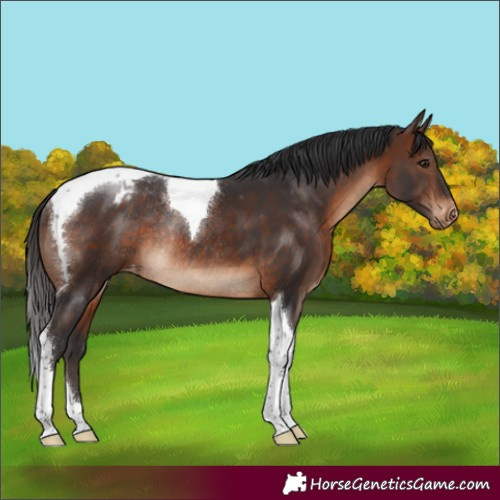 Horse Color:Brown Tobiano Appaloosa Rabicano
