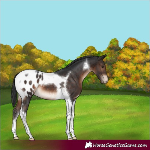 Horse Color:Brown Tobiano Appaloosa