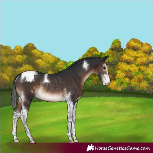Horse Color:Brown Sabino Tobiano Appaloosa Rabicano