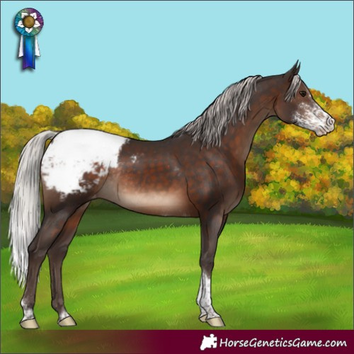 Horse Color:Silver Brown Sabino Tobiano Appaloosa Rabicano 