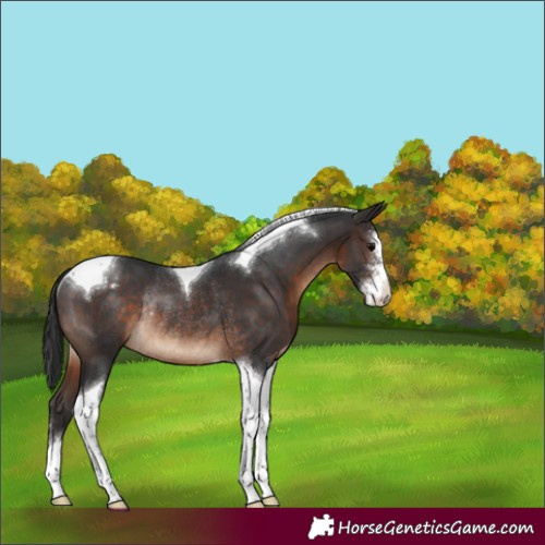 Horse Color:Brown Sabino Tobiano Appaloosa Rabicano 