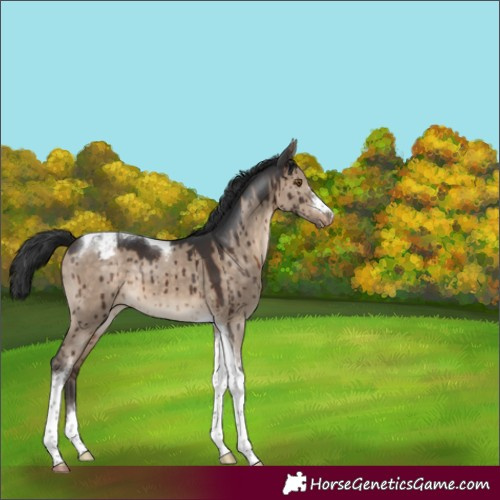 Horse Color:Brown Dun Tobiano Appaloosa Brindle 