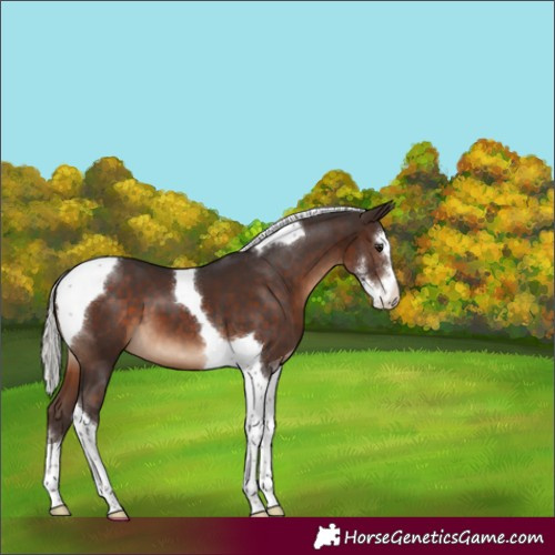 Horse Color:Silver Brown Sabino Tobiano Appaloosa