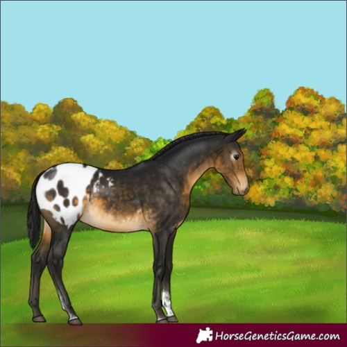 Horse Color:Gray Buckskin Tobiano Appaloosa Rabicano