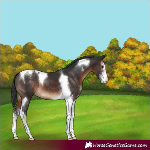 Horse Color:Brown Sabino Tobiano Appaloosa 