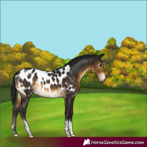 Horse Color:Gray Buckskin Sabino Tobiano Appaloosa Rabicano