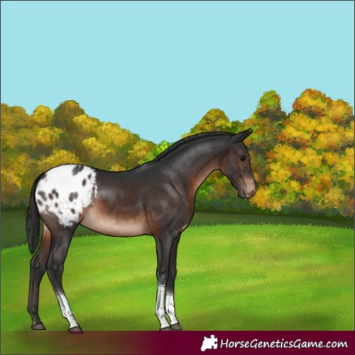 Horse Color:Brown Sabino Tobiano Appaloosa Rabicano