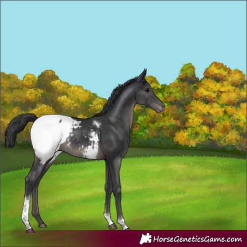 Horse Color:Black Tobiano Appaloosa 