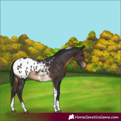 Horse Color:Brown Tobiano Appaloosa