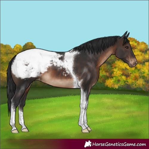 Horse Color:Brown Tobiano Appaloosa 