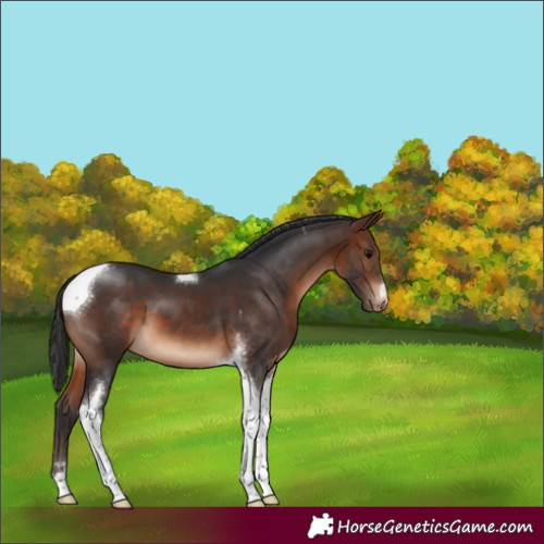 Horse Color:Brown Tobiano Appaloosa 