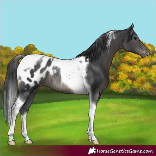 Horse Color:Black Tobiano Appaloosa Rabicano 