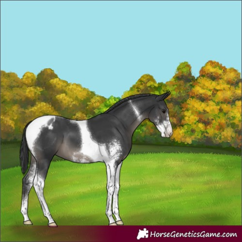 Horse Color:Black Sabino Tobiano Appaloosa